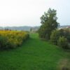 wildackermischung-bio-weitere-ansicht